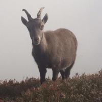 Steinbock